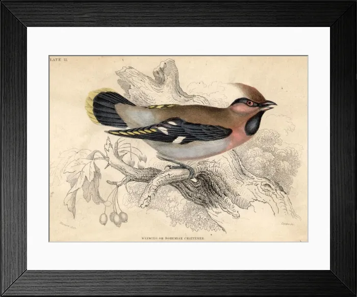 Framed Print : Bohemian Chatterer Framed Print : Bohemian Chatterer