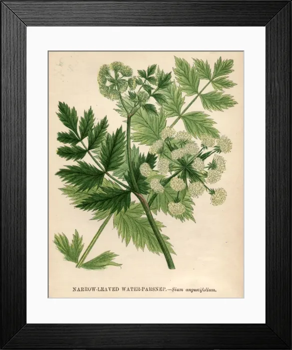 Framed Print : Water Parsnip Framed Print : Water Parsnip