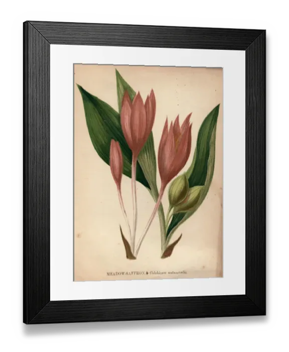 Framed Print : Meadow Saffron Framed Print : Meadow Saffron