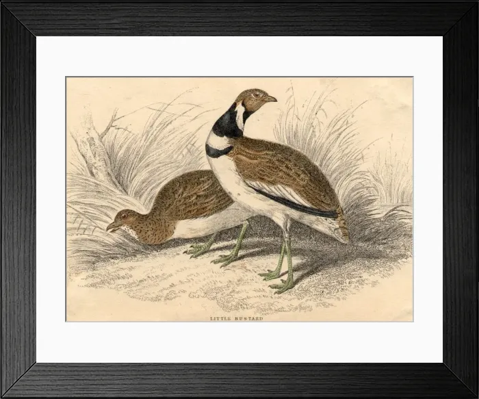 Framed Print : Little Bustards Framed Print : Little Bustards