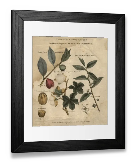 Framed Print : Plant Commerce Framed Print : Plant Commerce