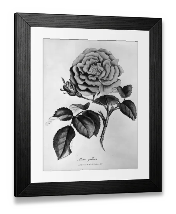Framed Print : Rosa Gallica Framed Print : Rosa Gallica