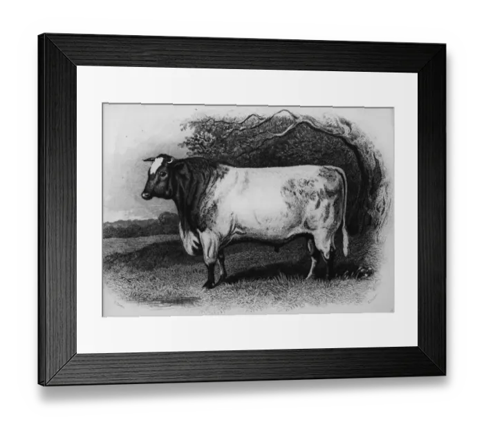 Framed Print : Prize Shorthorn Framed Print : Prize Shorthorn