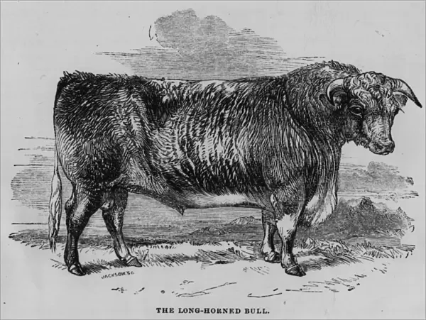 Long Horn Bull