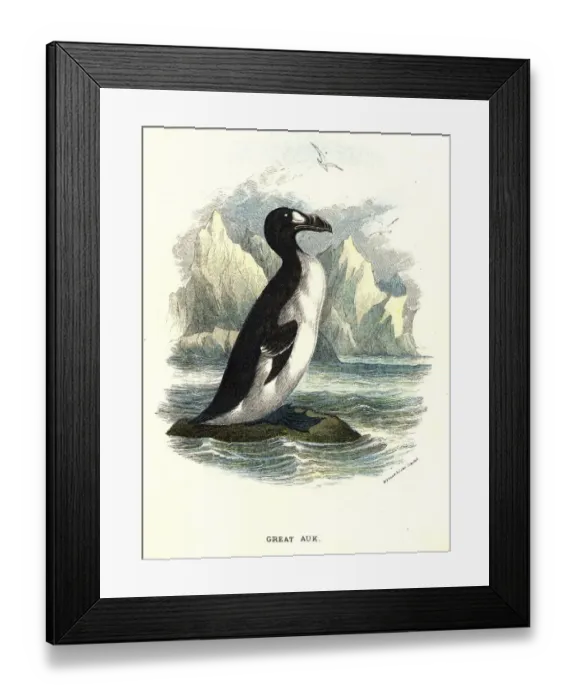 Framed Print : The Great Auk Framed Print : The Great Auk