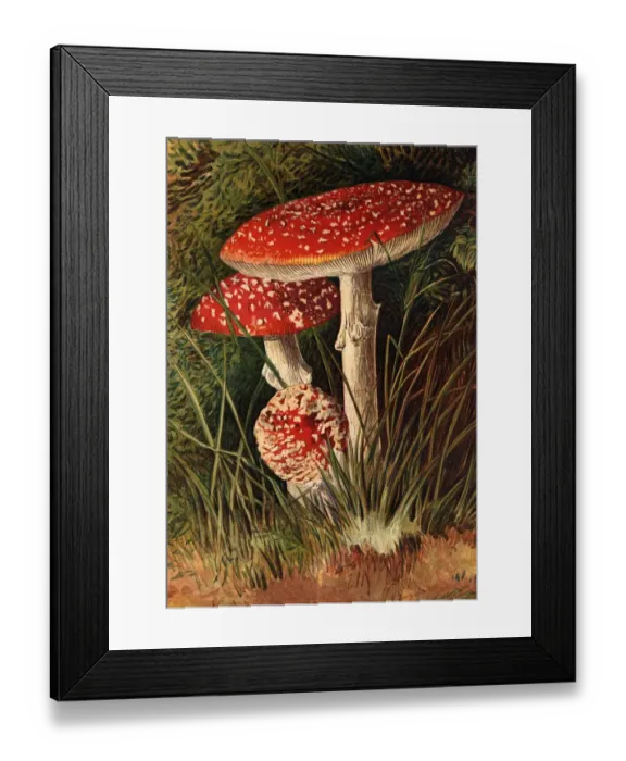Framed Print : Agaricus Muscaricus Framed Print : Agaricus Muscaricus