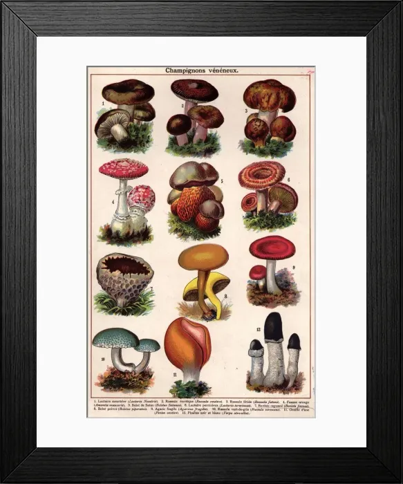 Framed Print : Poisonous Fungi Framed Print : Poisonous Fungi