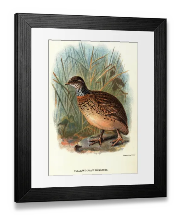 Framed Print : Collared Wanderer Framed Print : Collared Wanderer