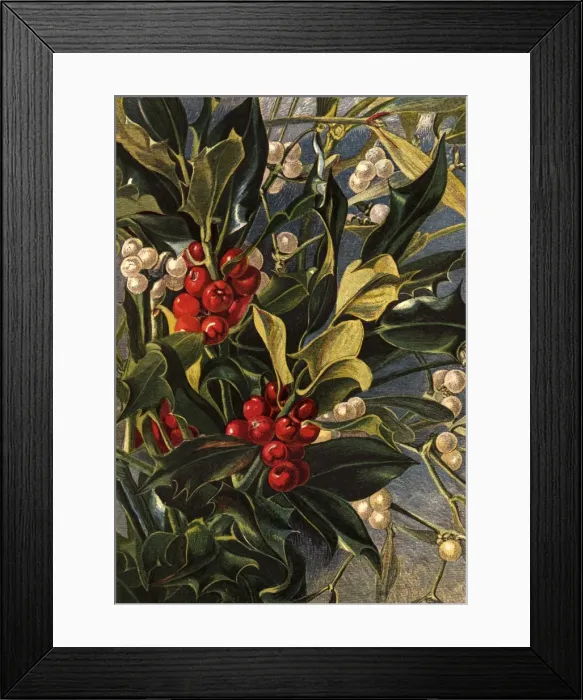 Framed Print : Winter Berries Framed Print : Winter Berries