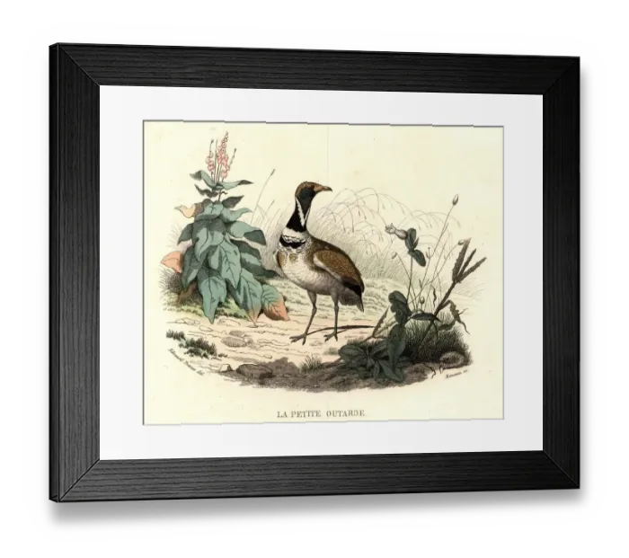 Framed Print : Little Bustard Framed Print : Little Bustard