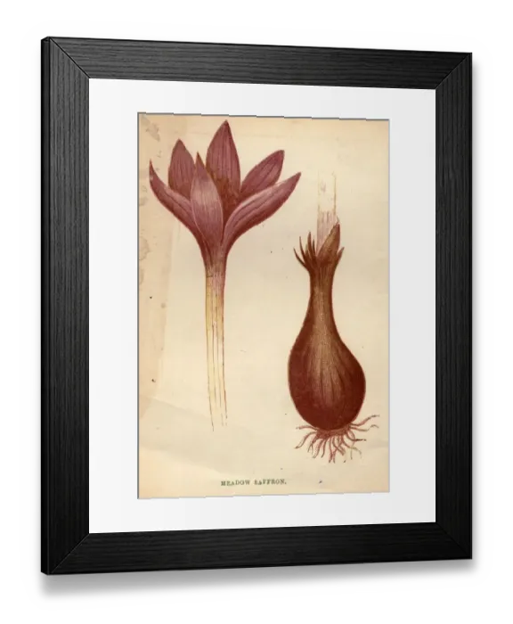 Framed Print : Meadow Saffron Framed Print : Meadow Saffron