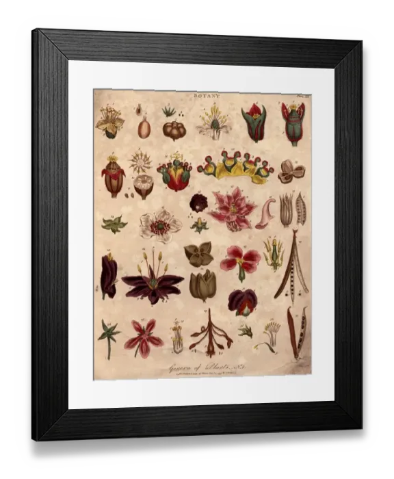 Framed Print : Botany. 4th September 1799: Various genera of plants
