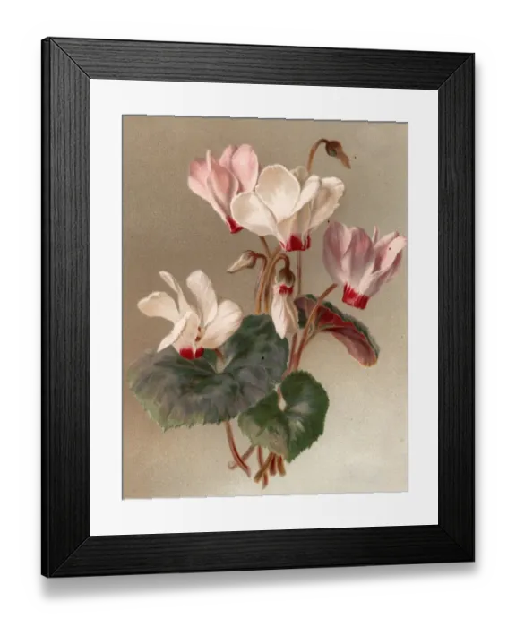 Framed Print : Cyclamen. circa 1800: Flowers of the cyclamen family Framed Print : Cyclamen. circa 1800: Flowers of the cyclamen family
