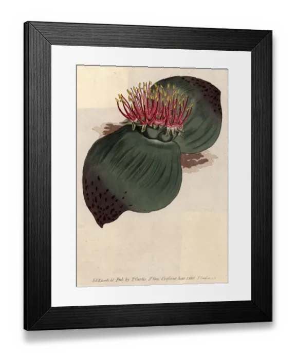 Framed Print : Exotic Bloom Framed Print : Exotic Bloom