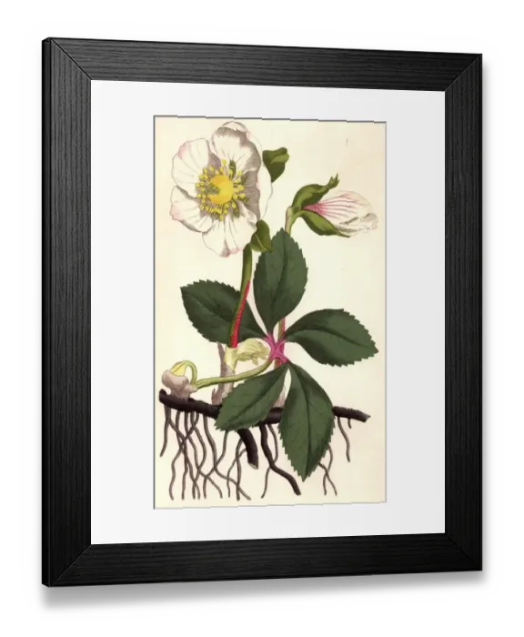 Framed Print : Christmas Rose Framed Print : Christmas Rose