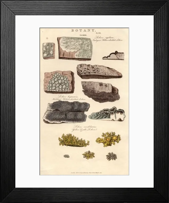 Framed Print : Lichens. 1st March 1812: Various species of lichen Framed Print : Lichens. 1st March 1812: Various species of lichen