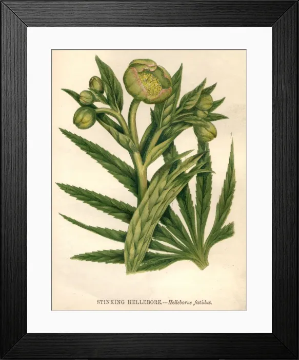 Framed Print : Stinking Hellebore Framed Print : Stinking Hellebore