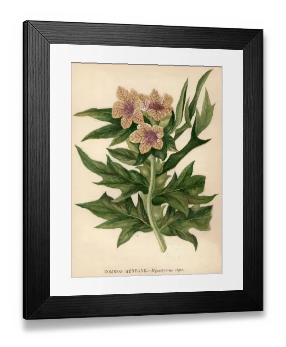 Framed Print : Common Henbane
