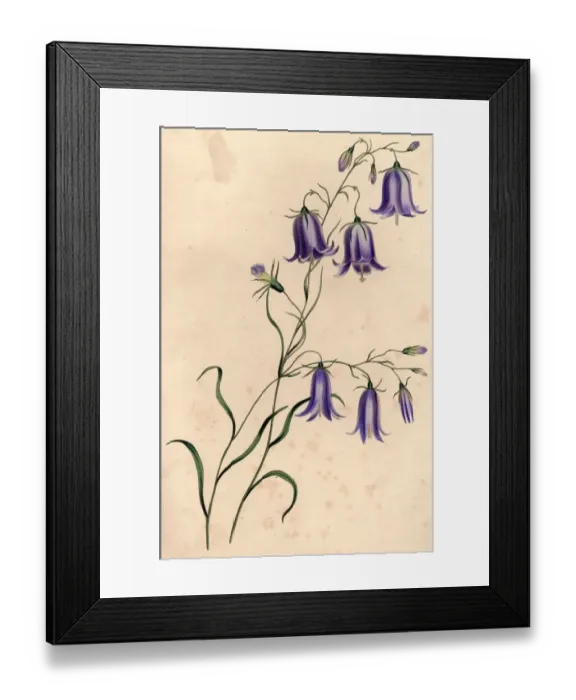 Framed Print : Harebells. circa 1800: Blue harebells. (Photo by Hulton Archive / Getty Images) Framed Print : Harebells. circa 1800: Blue harebells. (Photo by Hulton Archive / Getty Images)