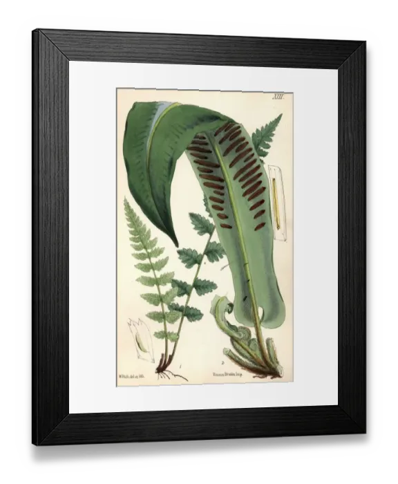 Framed Print : Harts-Tongue Fern Framed Print : Harts-Tongue Fern