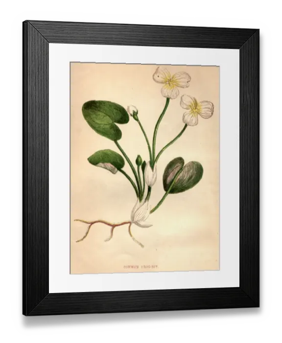 Framed Print : Common Frog-Bit