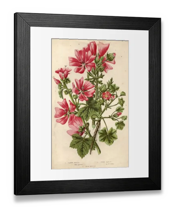 Framed Print : The Mallow Family Framed Print : The Mallow Family