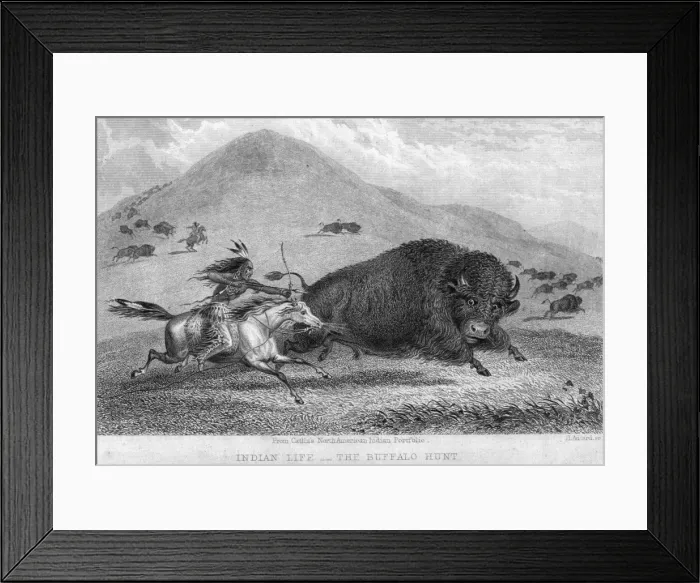 Framed Print : Buffalo And Arrow Framed Print : Buffalo And Arrow