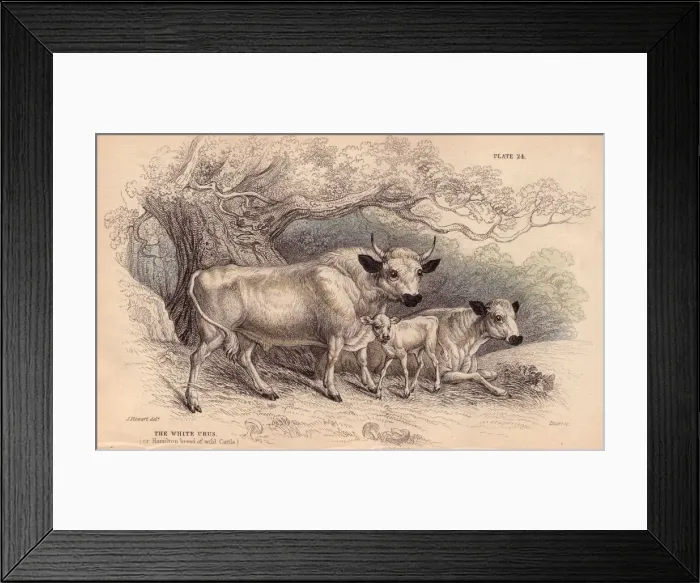 Framed Print : Wild Urus. circa 1800: The white Urus, or Hamilton breed of wild cattle Framed Print : Wild Urus. circa 1800: The white Urus, or Hamilton breed of wild cattle