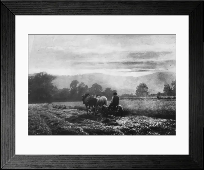 Framed Print : Golden Harvest
