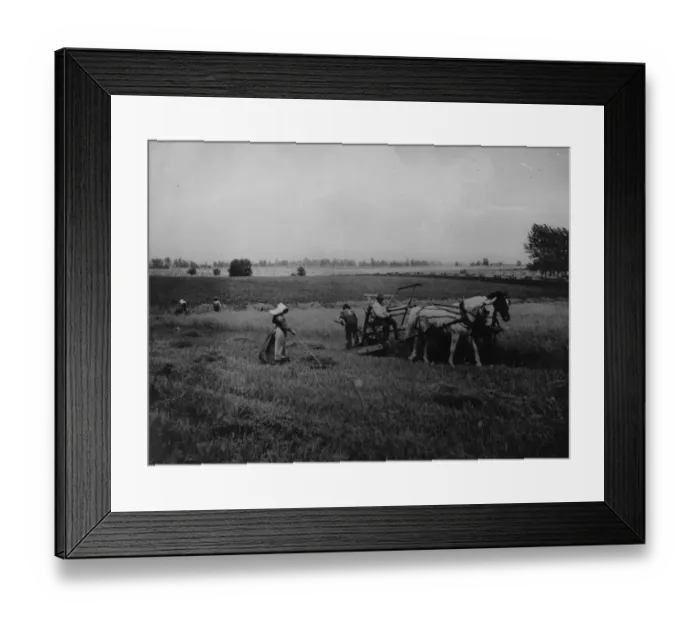 Framed Print : Reaping Wheat Framed Print : Reaping Wheat
