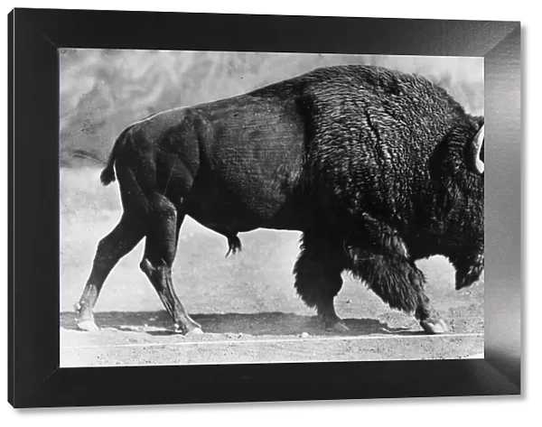 Bison. circa 1930: An American bison. (Photo by Hulton Archive / Getty Images)