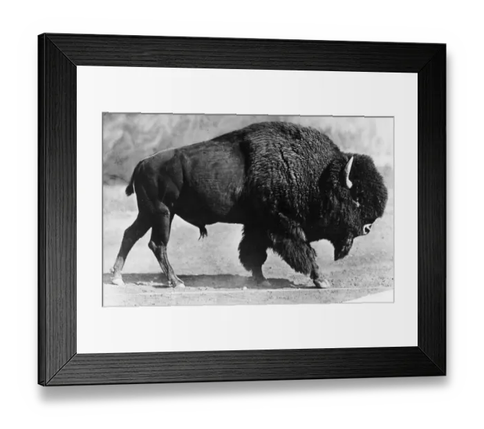 Framed Print : Bison. circa 1930: An American bison. (Photo by Hulton Archive / Getty Images) Framed Print : Bison. circa 1930: An American bison. (Photo by Hulton Archive / Getty Images)