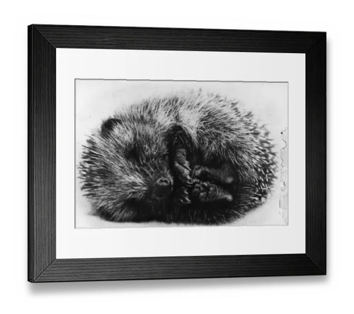 Framed Print : Sleeping Hedgehog