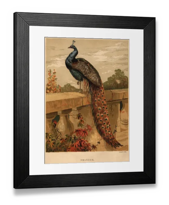Framed Print : The Peacock Framed Print : The Peacock