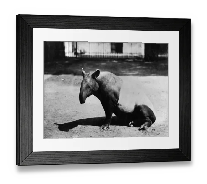 Framed Print : Tapir. circa 1910: A tapir at London Zoo. (Photo by Hulton Archive / Getty Images) Framed Print : Tapir. circa 1910: A tapir at London Zoo. (Photo by Hulton Archive / Getty Images)