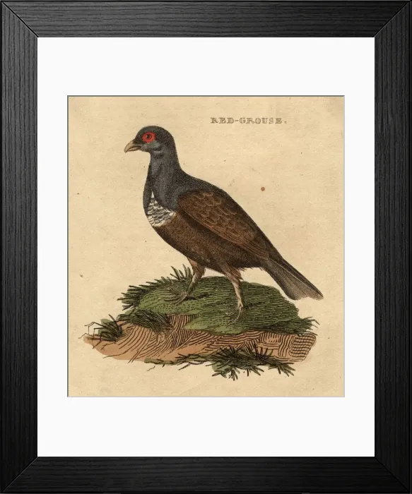 Framed Print : Red Grouse Framed Print : Red Grouse