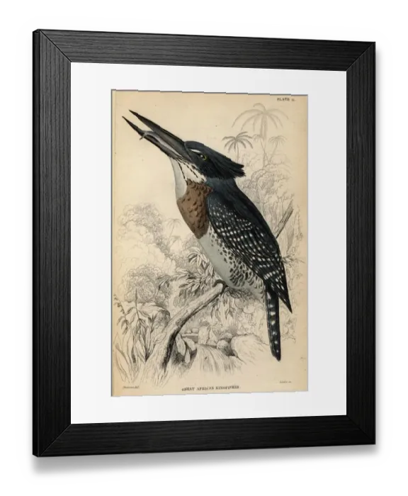 Framed Print : Kingfisher