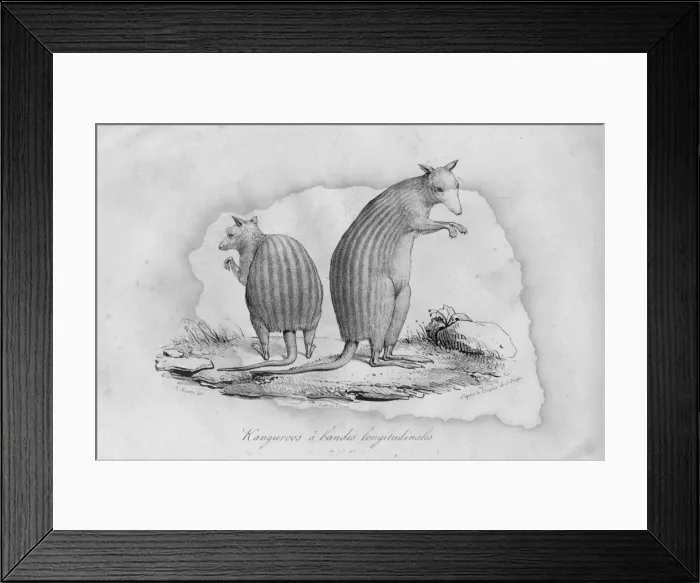 Framed Print : Stripy Kangaroos Framed Print : Stripy Kangaroos