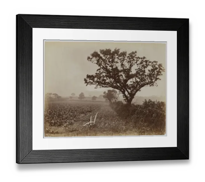 Framed Print : Whitby Field Framed Print : Whitby Field