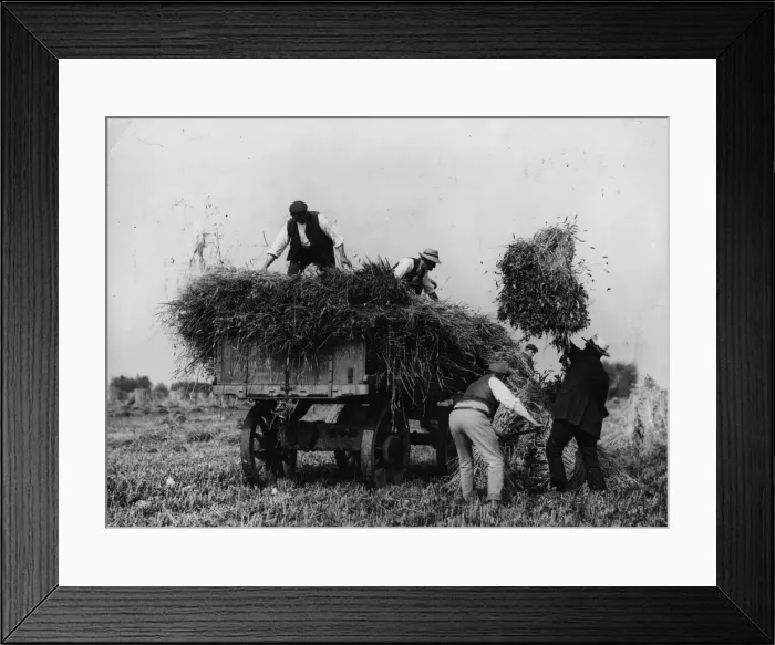 Framed Print : Corn Harvest Framed Print : Corn Harvest