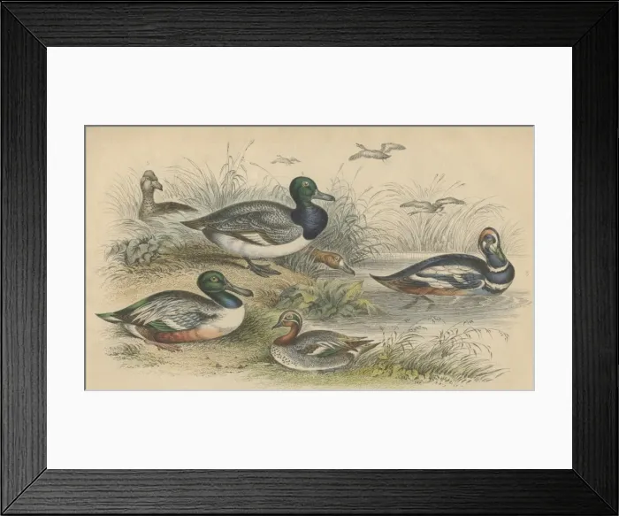 Framed Print : Ducks. Various ducks, circa 1800. They include a blue-winged shoveler or broad bill Framed Print : Ducks. Various ducks, circa 1800. They include a blue-winged shoveler or broad bill