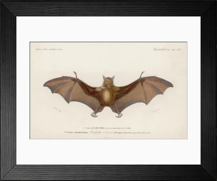 Framed Print : Pteropus Edwardsii Framed Print : Pteropus Edwardsii