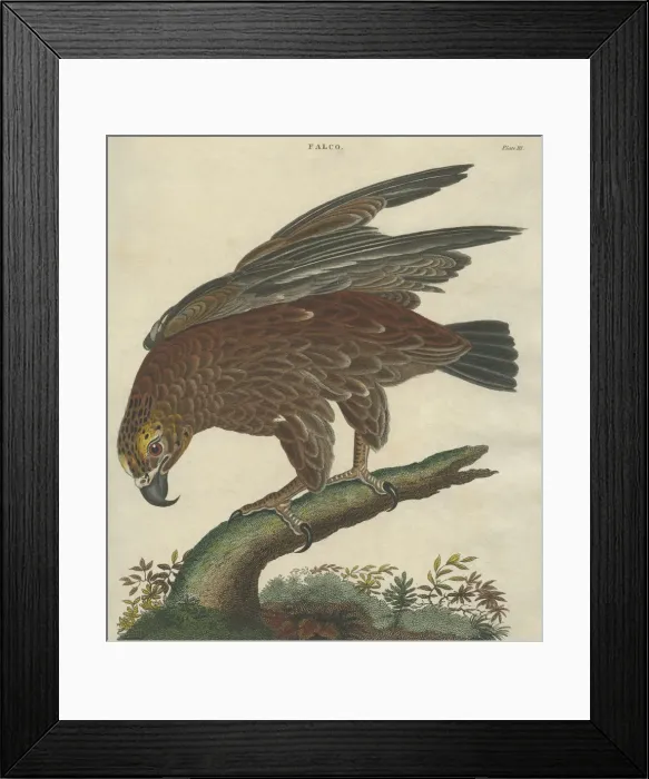 Framed Print : Golden Eagle Framed Print : Golden Eagle