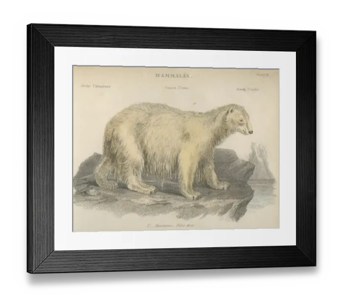 Framed Print : Polar Bear Framed Print : Polar Bear