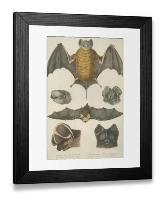 Framed Print : Welsh Bats Framed Print : Welsh Bats