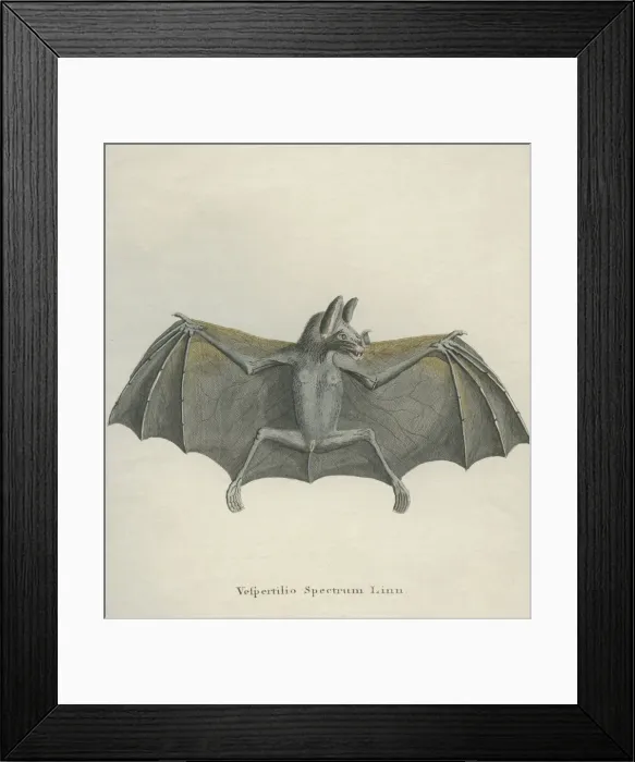 Framed Print : Spectral Bat Framed Print : Spectral Bat