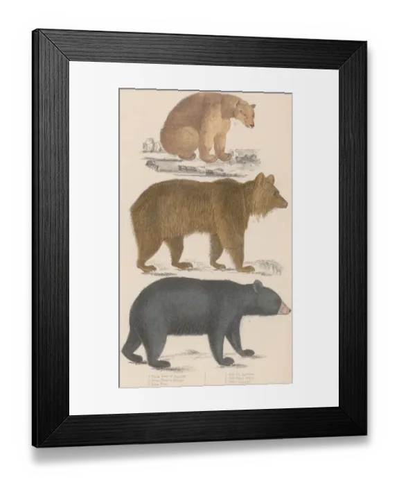 Framed Print : Three Bears