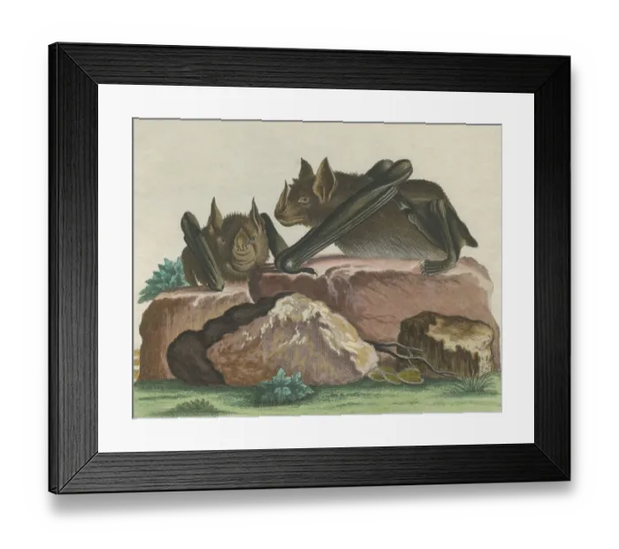 Framed Print : Greater Spear-nosed Bat