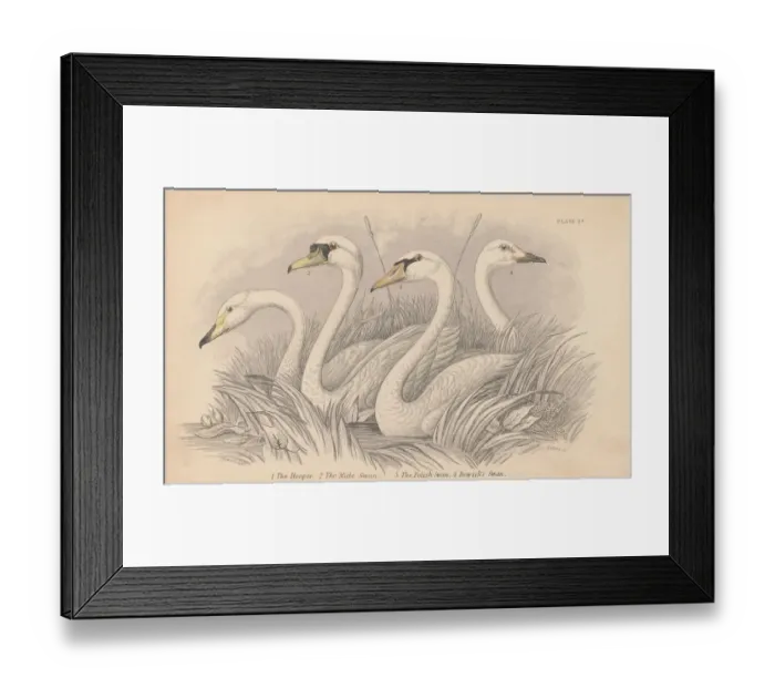 Framed Print : Four Swans Framed Print : Four Swans