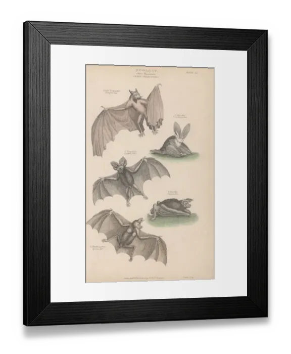 Framed Print : Bats. Various bats, of the order Chiroptera Framed Print : Bats. Various bats, of the order Chiroptera